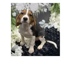 3 full-blooded Beagle Puppies for Sale - 2