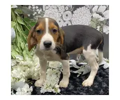 3 full-blooded Beagle Puppies for Sale - 3