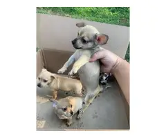 3 Chihuahua Puppies