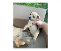3 Chihuahua Puppies - 2