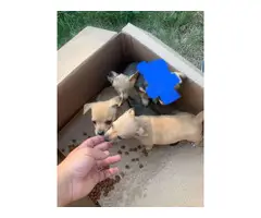 3 Chihuahua Puppies - 3