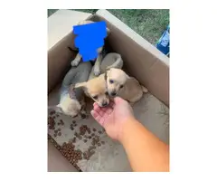 3 Chihuahua Puppies - 4