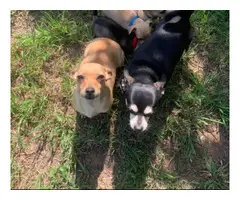 3 Chihuahua Puppies - 6