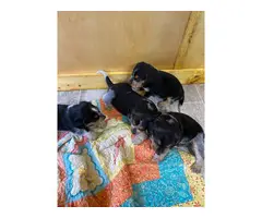 Farm Raised Beagle puppies - 3
