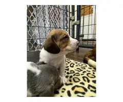 Farm Raised Beagle puppies - 4