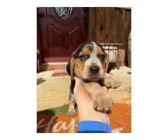 Farm Raised Beagle puppies - 6