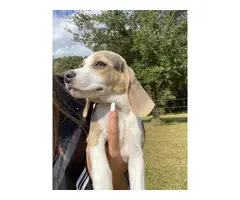 Farm Raised Beagle puppies - 7