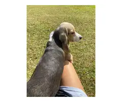 Farm Raised Beagle puppies - 8