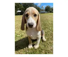 Farm Raised Beagle puppies - 9