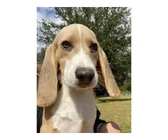 Farm Raised Beagle puppies - 10