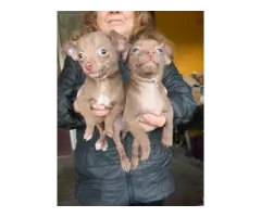 2 Chocolate Chihuahua puppies available