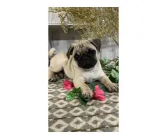4 Akc full-blooded Pug Puppies for Sale