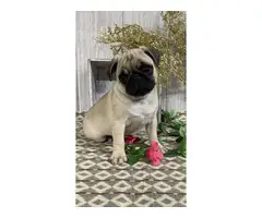 4 Akc full-blooded Pug Puppies for Sale - 2