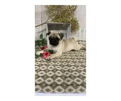 4 Akc full-blooded Pug Puppies for Sale - 3