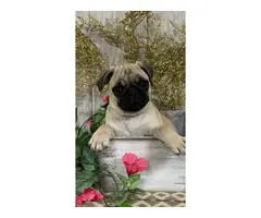 4 Akc full-blooded Pug Puppies for Sale - 4