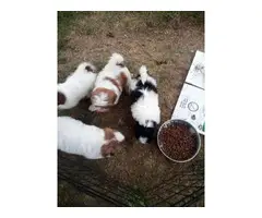 Shihtzu puppies looking for homes