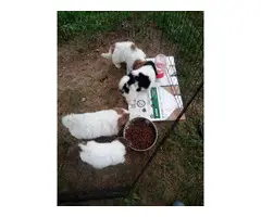 Shihtzu puppies looking for homes - 2