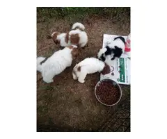 Shihtzu puppies looking for homes - 3