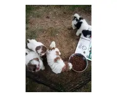 Shihtzu puppies looking for homes - 4