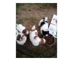 Shihtzu puppies looking for homes - 5