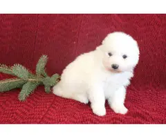 Sweet Samoyed Pups