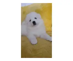 Sweet Samoyed Pups