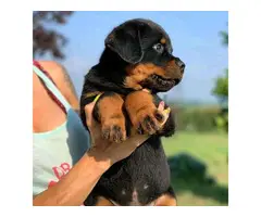 Male and female rottweiler for sale - 2