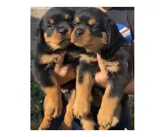 Male and female rottweiler for sale - 3