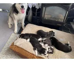 8 Beautiful Husky Puppies for Sale