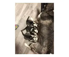 8 Beautiful Husky Puppies for Sale - 2
