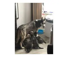 8 Beautiful Husky Puppies for Sale - 3