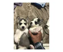 8 Beautiful Husky Puppies for Sale - 4