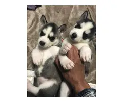 8 Beautiful Husky Puppies for Sale - 5