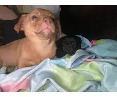 2 Chiweenie puppies looking for new family - 4