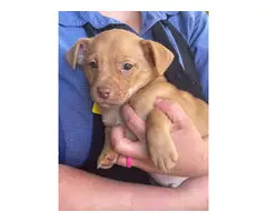 2 Chiweenie puppies looking for new family - 5