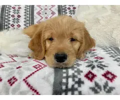 Goldendoodle puppies for sale - 3