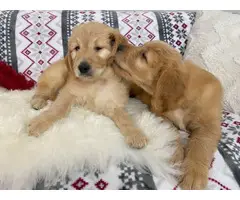 Goldendoodle puppies for sale - 4