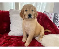 Goldendoodle puppies for sale - 5