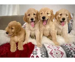 Goldendoodle puppies for sale - 6