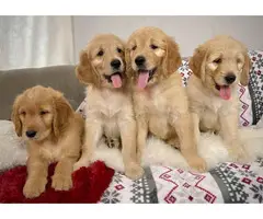 Goldendoodle puppies for sale - 7