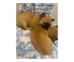 Stunning Chihuahua puppies - 1