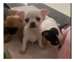 Stunning Chihuahua puppies - 2