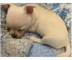 Stunning Chihuahua puppies - 3