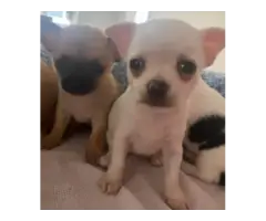 Stunning Chihuahua puppies - 4