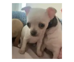 Stunning Chihuahua puppies - 6