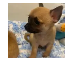 Stunning Chihuahua puppies - 7