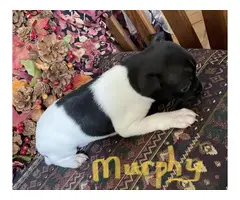 Rat terrier puppies for adoption - 5