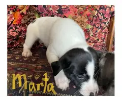 Rat terrier puppies for adoption - 7