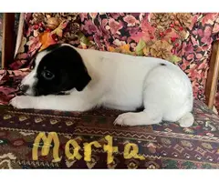 Rat terrier puppies for adoption - 8