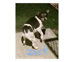 Rat terrier puppies for adoption - 15
